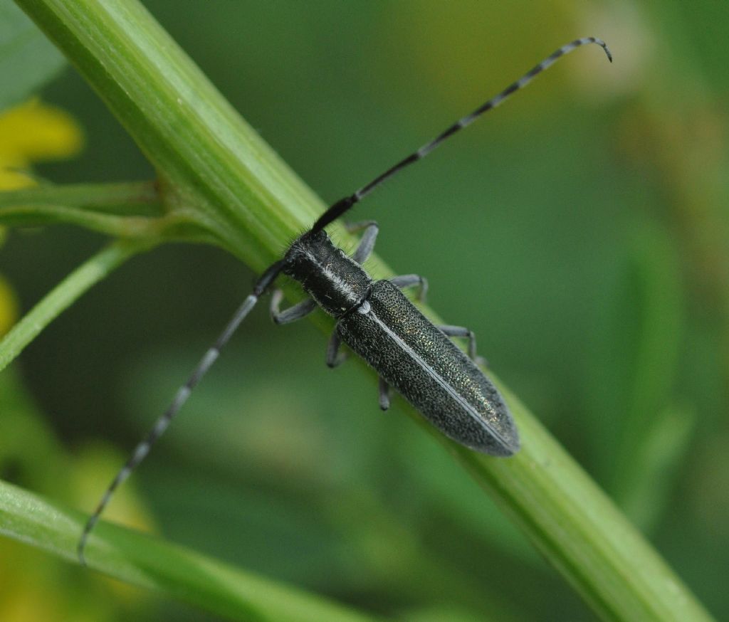 Cerambycidae: Agapanthia cardui